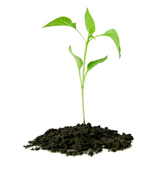 eudoracere-chi-siamo-growth_1 eudoracere-chi-siamo-growth_1